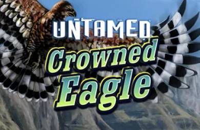Untamed Crowned Eagle