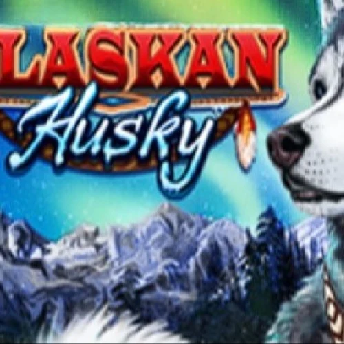 Alaskan Husky