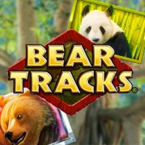 Bear Tracks