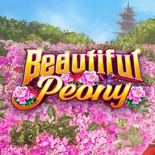 Beautiful Peony