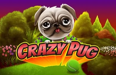 Crazy Pug