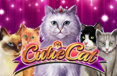 Cutie Cat