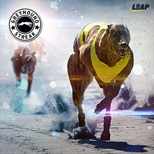 Greyhounds Streak