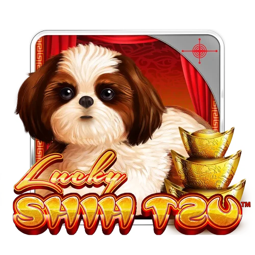 Lucky Shih Tzu
