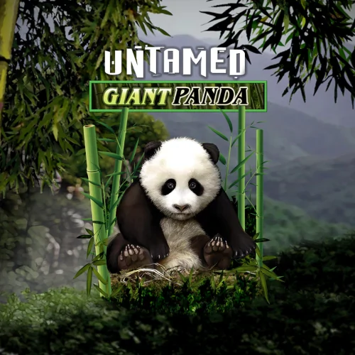 Untamed Giant Panda