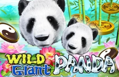 Wild Giant Panda